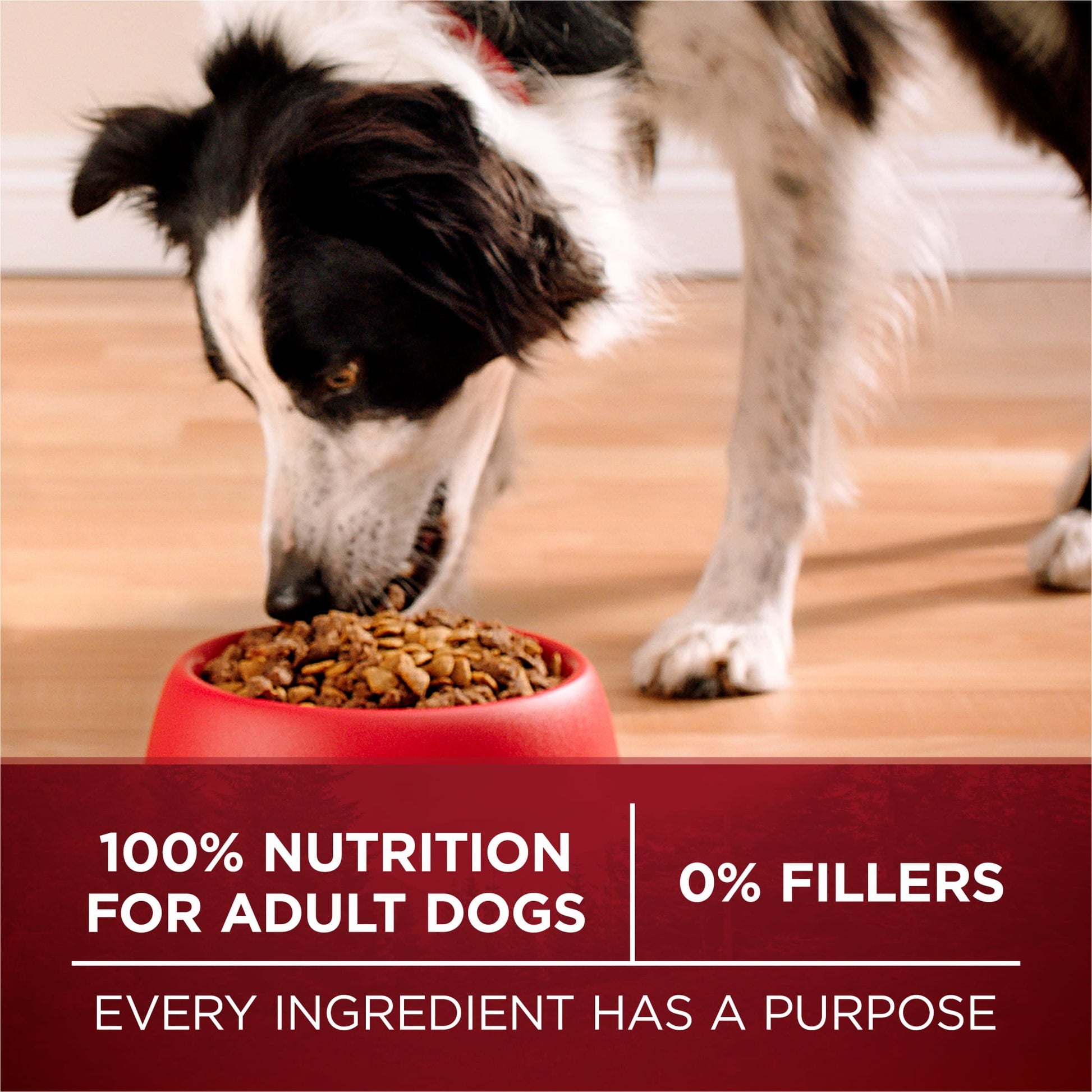 True Instinct Dry Dog Food for Adult Dogs, High Protein Real Turkey & Venison, 7.4 Lb Bag